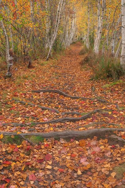 Jaynes Gallery 아티스트의 USA-Maine-Acadia National Park Tree roots in forest trail작품입니다.
